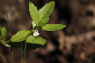 <i>Lindernia dubia</i>