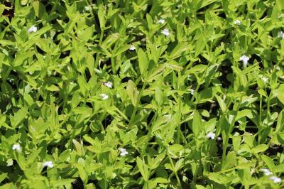 <i>Lindernia dubia</i>