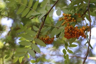 <i>Sorbus aucuparia</i>
