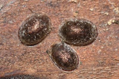 <i>Thymalus limbatus</i>