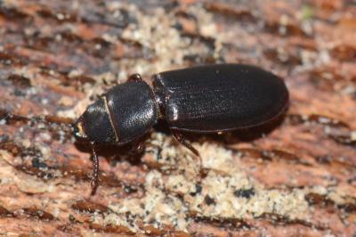 <i>Tenebroides fuscus</i>
