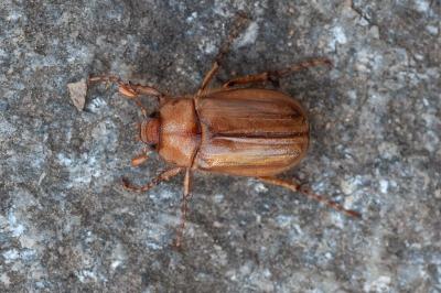 <i>Rhizotrogus marginipes</i>