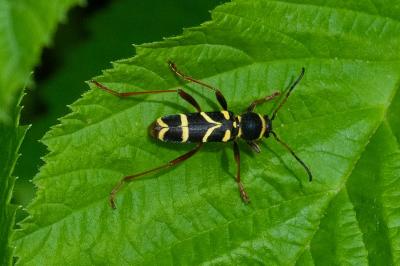 <i>Clytus arietis</i>