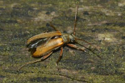 <i>Cortodera humeralis</i>