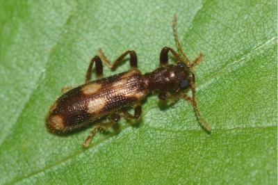 <i>Opilo mollis</i>