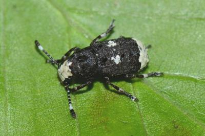 <i>Platystomos albinus</i>