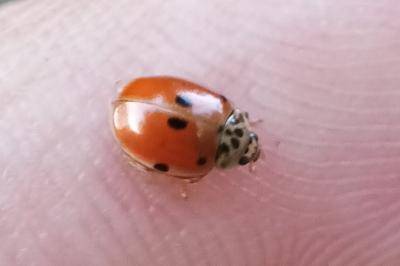 <i>Adalia decempunctata</i>