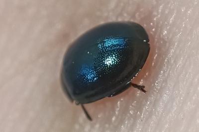 <i>Plagiodera versicolora</i>