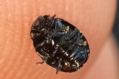 <i>Plagiodera versicolora</i>