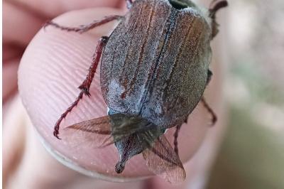 <i>Melolontha hippocastani</i>