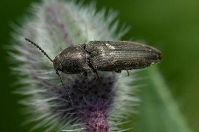 <i>Cidnopus pilosus</i>