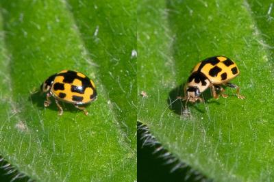<i>Propylea quatuordecimpunctata</i>