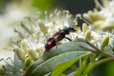 <i>Trichodes alvearius</i>