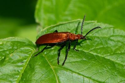 <i>Pyrochroa serraticornis</i>