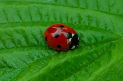 <i>Coccinella septempunctata</i>