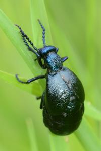 <i>Meloe proscarabaeus</i>