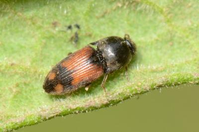<i>Drasterius bimaculatus</i>
