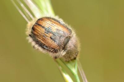 <i>Anisoplia villosa</i>