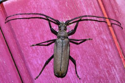 <i>Aegosoma scabricorne</i>