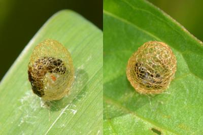 <i>Hypera rumicis</i>