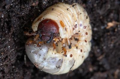 <i>Oryctes nasicornis</i>