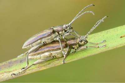 <i>Donacia marginata</i>