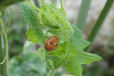 <i>Henosepilachna argus</i>