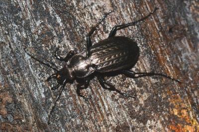 <i>Carabus granulatus</i>