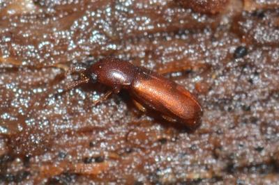 <i>Corticeus suberis</i>