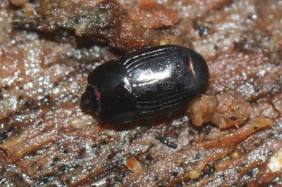 <i>Platysoma compressum</i>