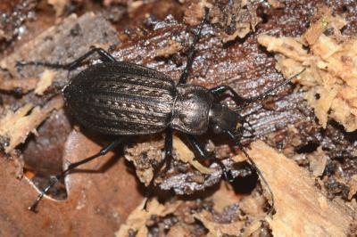 <i>Carabus granulatus</i>