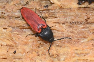 <i>Ampedus rufipennis</i>