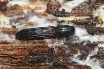 <i>Colydium elongatum</i>