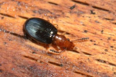 <i>Vincenzellus ruficollis</i>