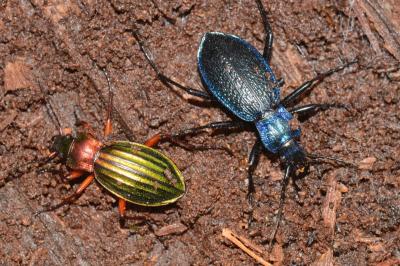 <i>Carabus auronitens</i>