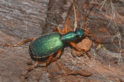 <i>Drypta dentata</i>