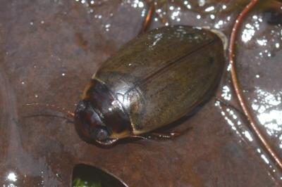 <i>Colymbetes fuscus</i>