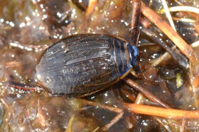 <i>Acilius canaliculatus</i>