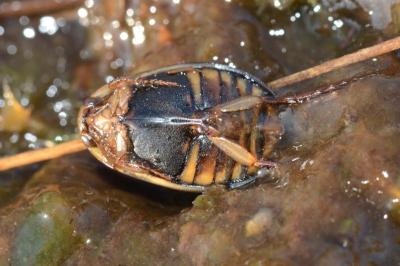 <i>Acilius canaliculatus</i>