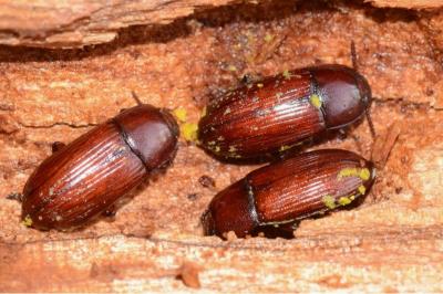 <i>Uloma culinaris</i>