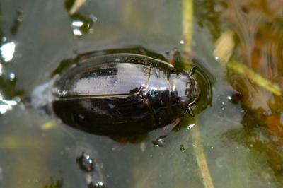 <i>Gyrinus substriatus</i>