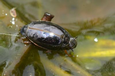 <i>Gyrinus substriatus</i>