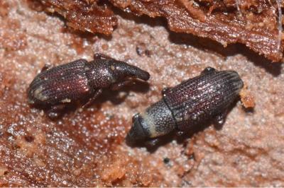 <i>Dryophthorus corticalis</i>