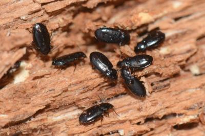 <i>Tachyta nana</i>
