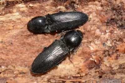 <i>Cardiophorus vestigialis</i>