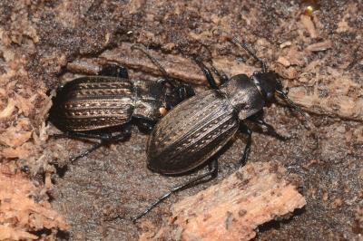 <i>Carabus granulatus</i>