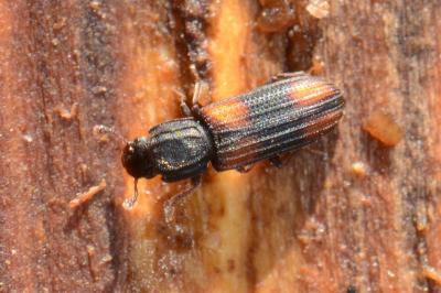<i>Bitoma crenata</i>