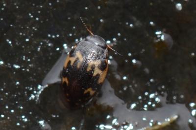 <i>Stictonectes lepidus</i>