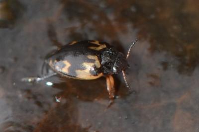 <i>Stictonectes lepidus</i>