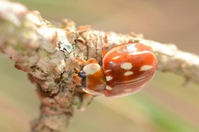 <i>Myzia oblongoguttata</i>